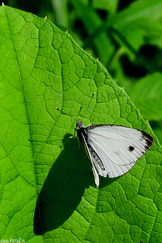 Motyl bielinek kapustnik - zdjcia owadw, owady, fotografia przyrody