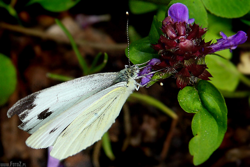 Motyl bielinek kapustnik - zdjęcie motyla bielinka kapustnika, zdjęcia owadów
