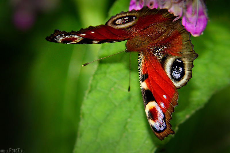 Motyl rusałka pawik - zdjęcia rusałki pawika, zdjęcia motyli, motyle