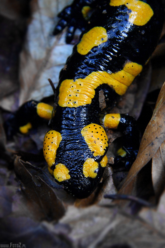 Salamandra plamista - zdjęcie salamandry plamistej