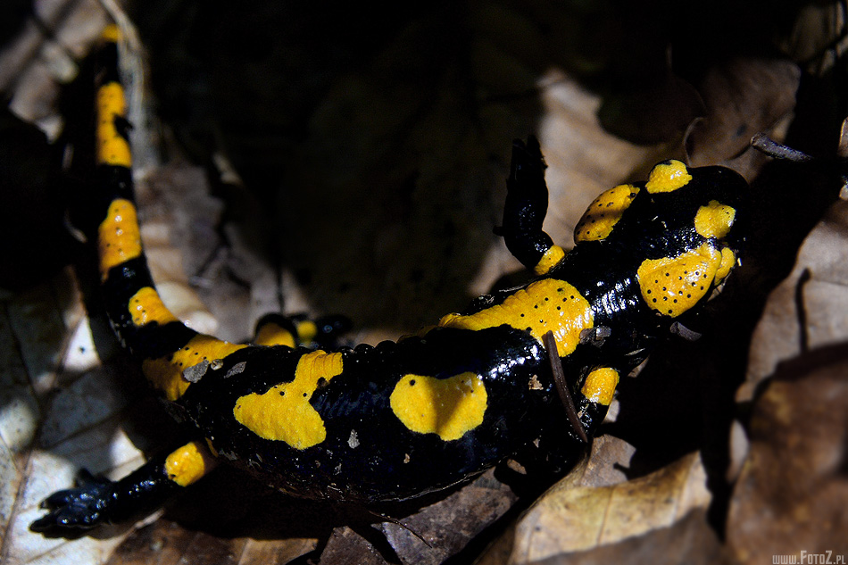 Salamandra plamista - zdjęcie salamandry plamistej