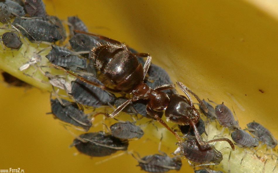 Mrówka i mszyce - mrówka, mszyca, makro, makrofotografia, owad, owady, zdjęcia owadów, fotografia przyrody