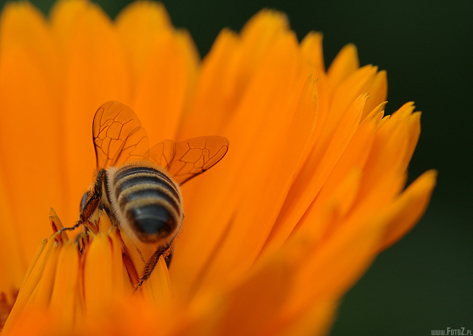 Pszczółka Maja coś majstruje - makro, makrofotografia, owad, pszczoła, zdjęcia owadów, kwiaty, fotografia przyrody