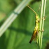 owad, owady, zdj�cia owad�w, fauna, makro - Konik polny