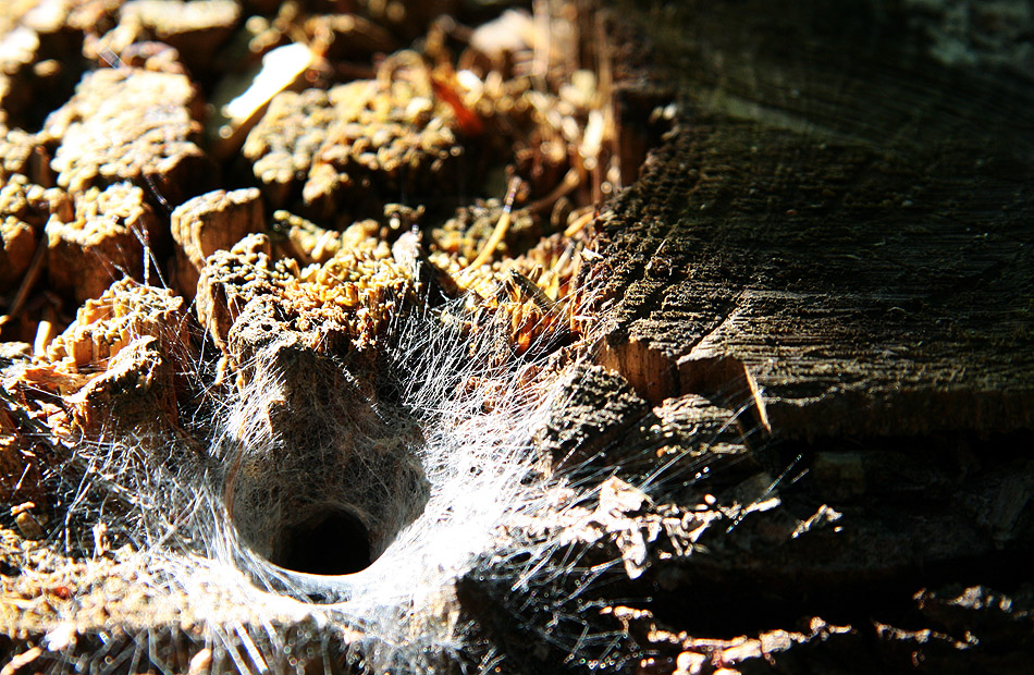 Opuszczone gniazdo pająka - pająk, gniazdo, opuszczone gniazdo