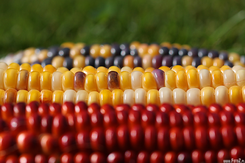Corn Mix - kukurydza, kolorowa kukurydza, zdjęcia kukurydzy