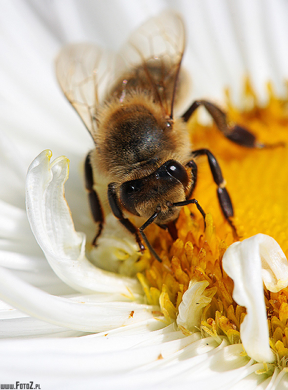 Pszczoła - zdjęcia owadów, owady, zdjęcia pszczół, makro, fotografia przyrody, makrofotografia