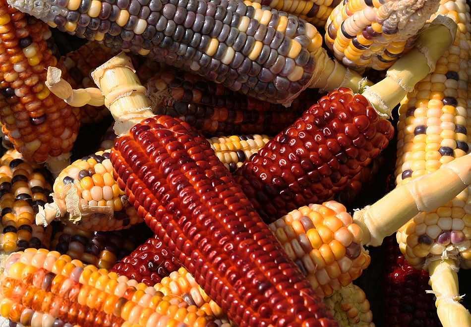 Corn Mix - kukurydza, kolorowa kukurydza, zdjcia kukurydzy