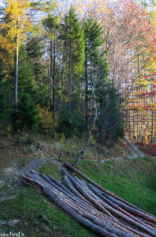 Jesienna ścinka drzew - zdjęcia z kozubnika, zdjęcia ruin, ruiny, krajobraz postindustrialny