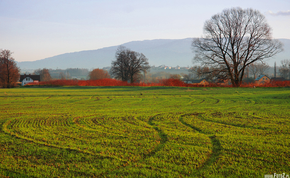 Zjeżdżone pole - zdjęcie zielonego pola, bruzdy w zielonym polu, zielone pole jesienne