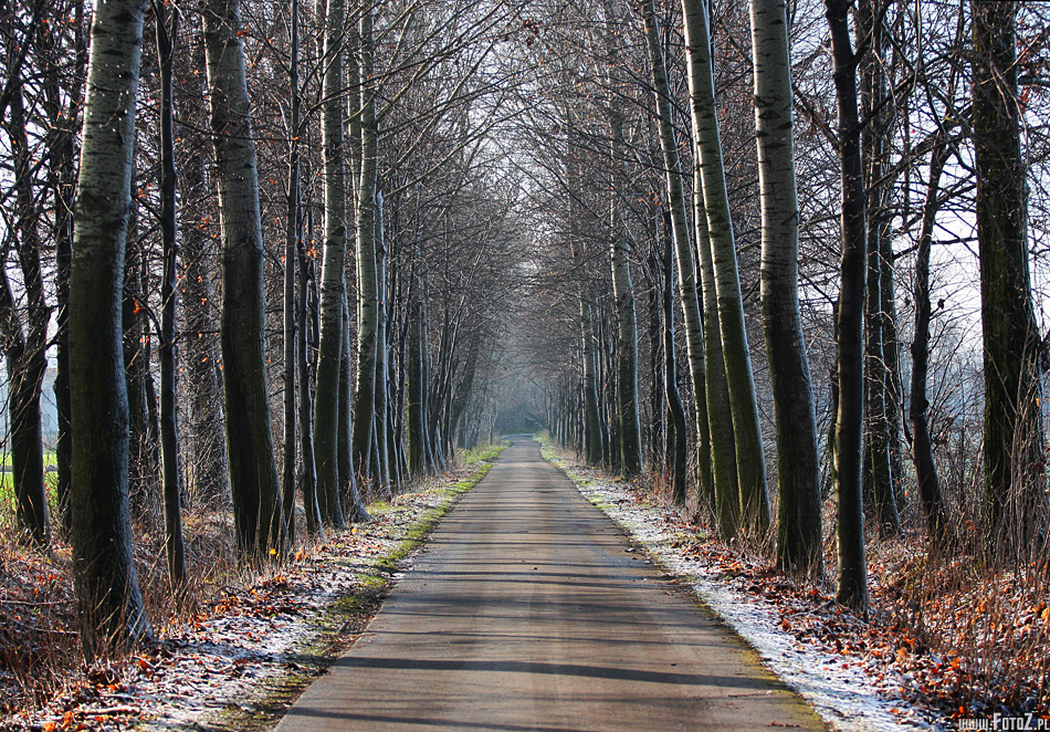 Droga midzy drzewami - zdjcia jesieni, jesie, zdjcia drogi i drzew