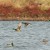 zdjęcia jesienią, jesień, jesienne zdjęcia kaczek, zdjęcia nad wodą, fotografia przyrody, kaczki w locie - Wzloty