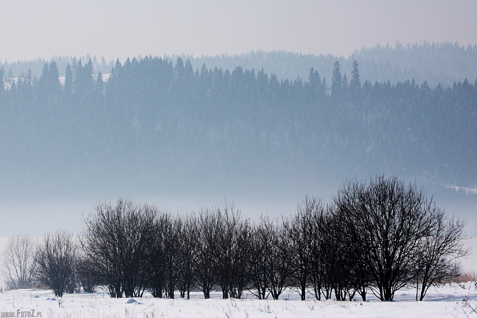 Wysepka drzew - drzewa zimowe, zbir drzew zimowych