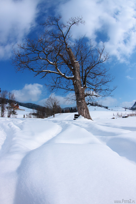 Zimowy samotnik - kolory zimy, zaspy niene, onieone drzewo