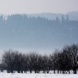 drzewa zimowe, zbi�r drzew zimowych - Wysepka drzew