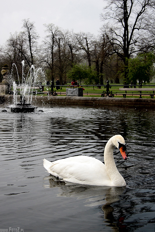 Ogrd abdzi - hyde park london,abadz, park w londynie, abdzie, fontanna, natura, przyroda