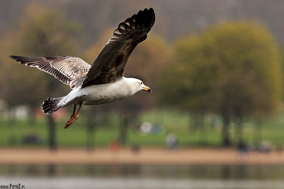 Polowanie - hyde park london, park w londynie, natura,  przyroda, malowniczy, zwierzta, ptaki