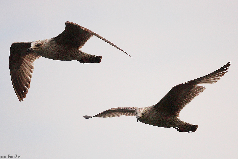 Mewy - Seagulls - hyde park london, park w londynie, natura, przyroda, malowniczy, zwierzta, ptaki