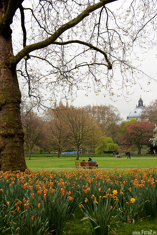 Park przy Buckingham Palace - Londyn, tulipany, kwiaty, ziele miejska,  London, przyroda