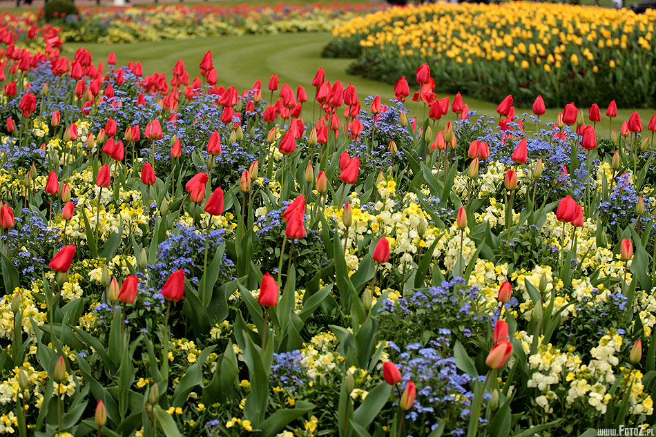 Tulipany przed Buckingham Palace - Londyn, zabytki, architektura, London, rezydencja brytyjskich monarchw, paac krlewski, przyroda