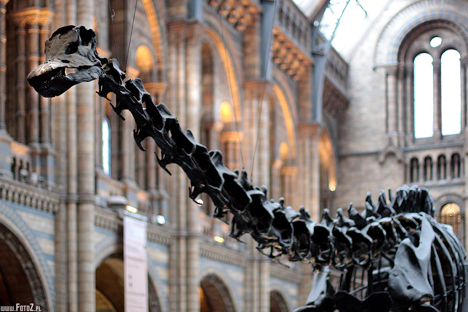Imponujący szkielet dinozaura - dinozaur, szkielet, żebra
