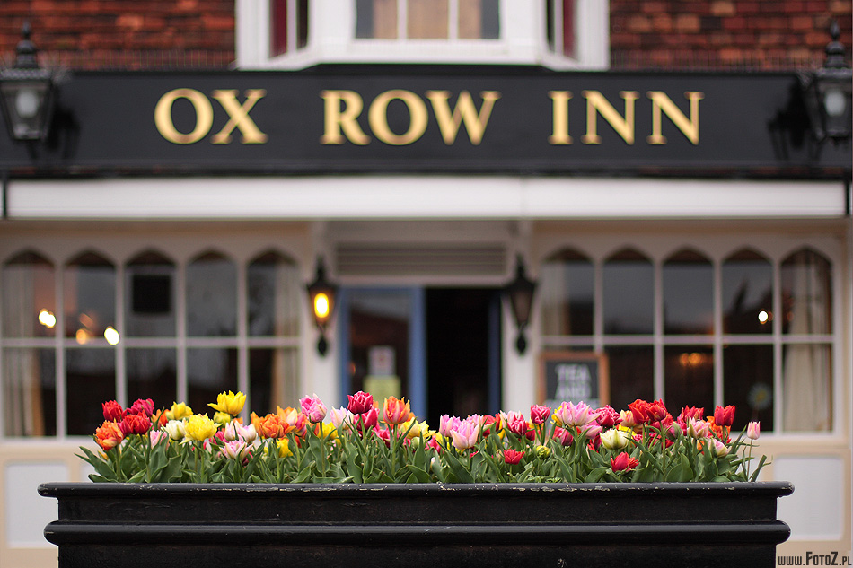Kwiaty - Ox Row Inn - zieleń miejska, flowers, tulipany, pub
