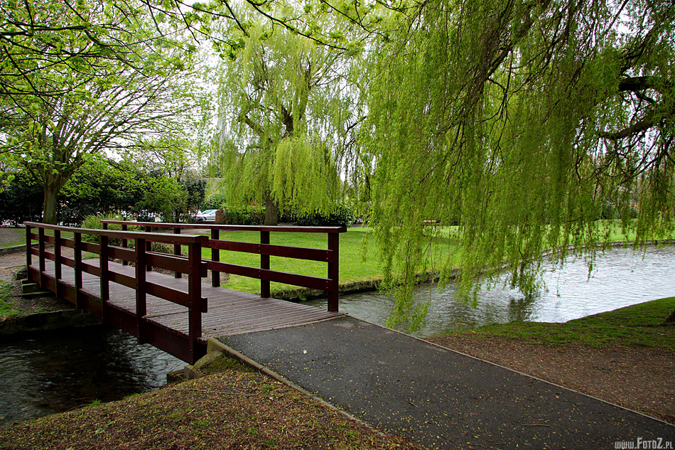 Wierzba płacząca nad Avonem - Salisbury, rzeka, most, przyroda, zieleń miejska, drzewa, park