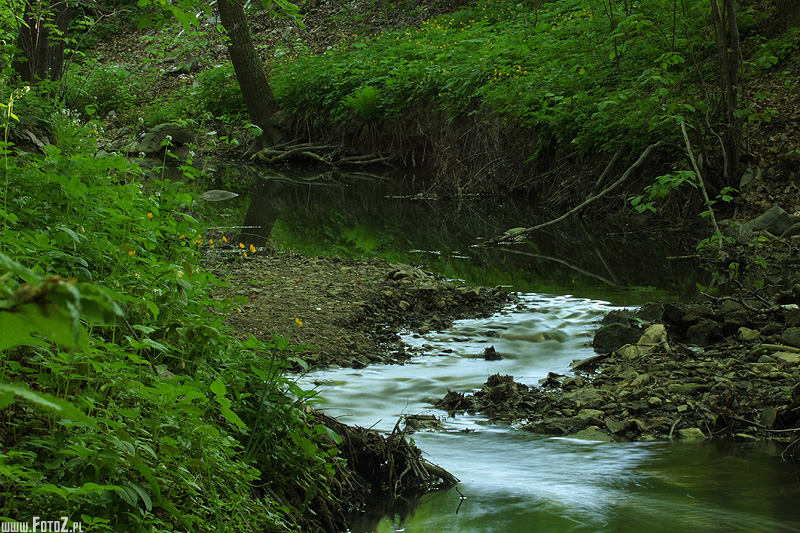 Rzeczka lena - ruch wody, rzeka w lesie, wiosenny strumyk, ziele otaczajca grski , kamory rzeczne