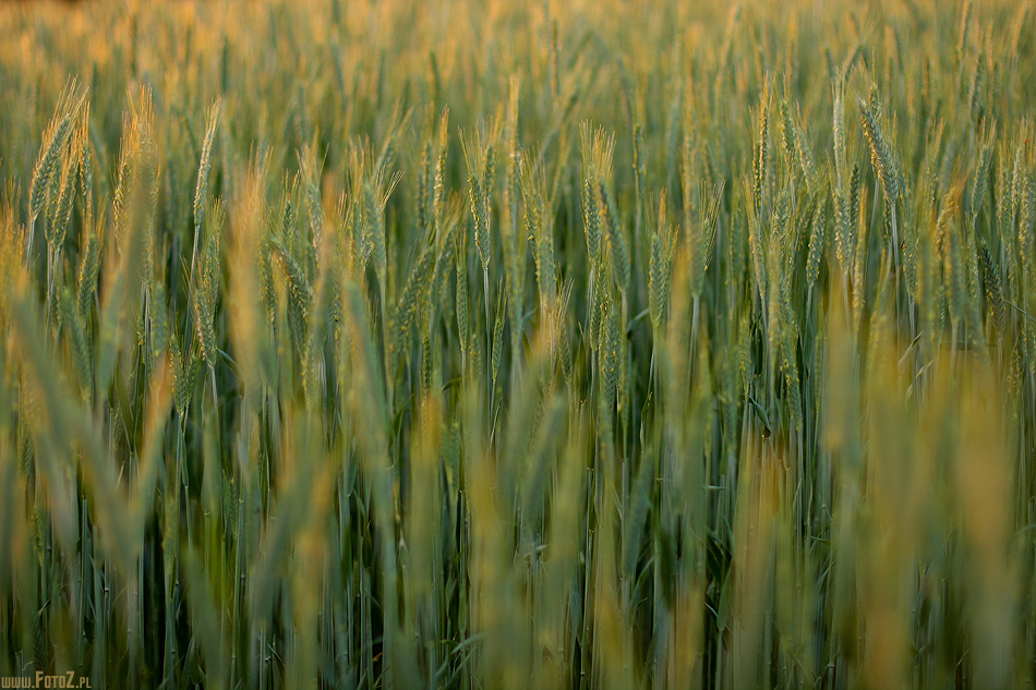 Pszeniczne pole - w polu pszenicy, zdjęcie pszenicy