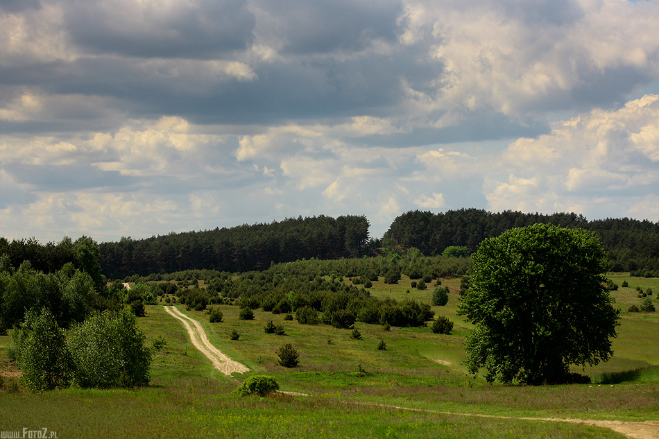 Zielona kraina - pole na jurze krakowsko-częstochowskiej