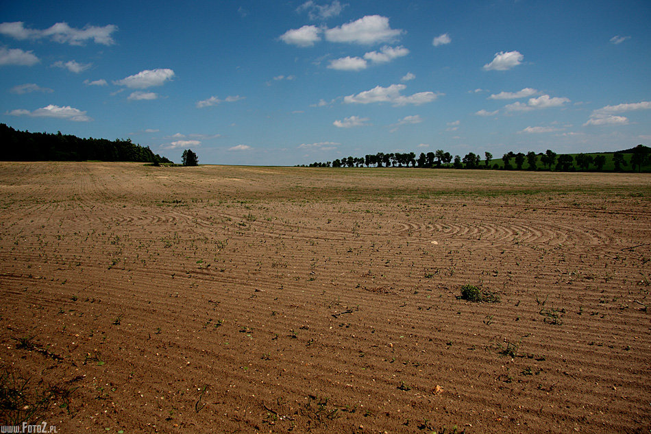 Suche pole - rozlege pole piaskowe na jurze krakowsko-czstochowskiej