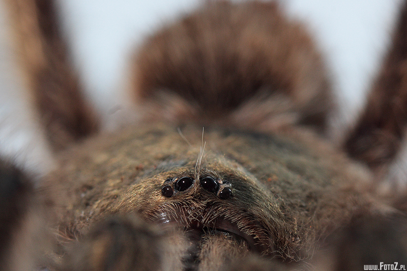Ptasznik nadrzewny - oczy pajka, gowa ptasznika
