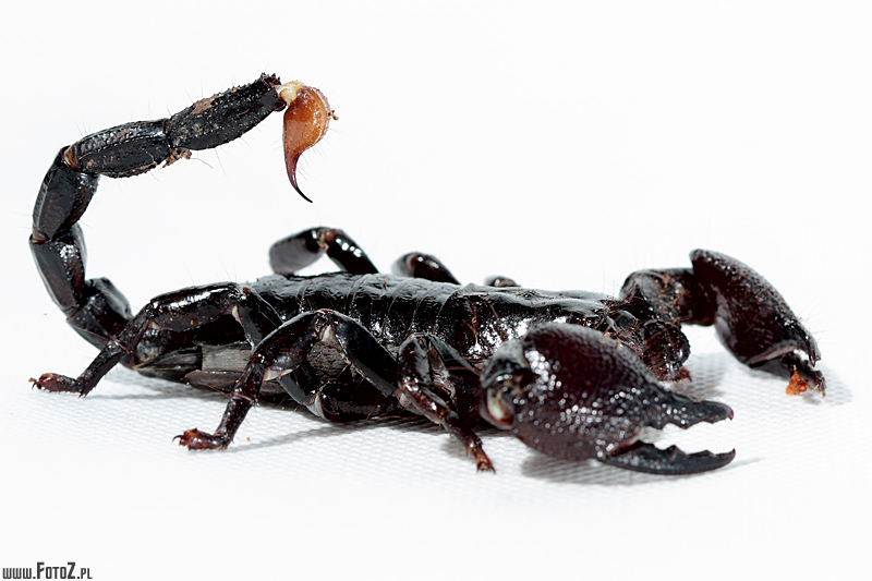 Skorpion cesarski - zdjcie skorpiona, skorpion