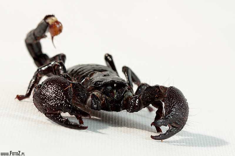 Skorpion - zdjcie skorpiona, skorpion