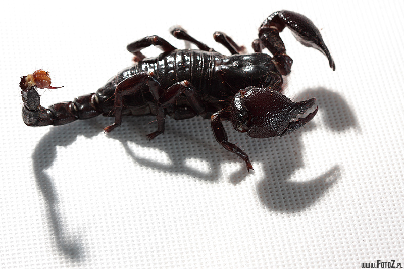 Skorpion - grony skorpion