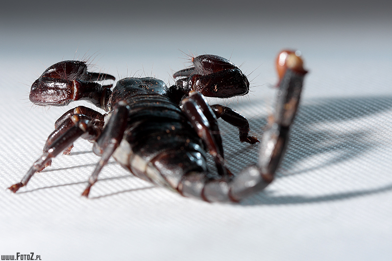 Skorpion - sylwetka skorpiona