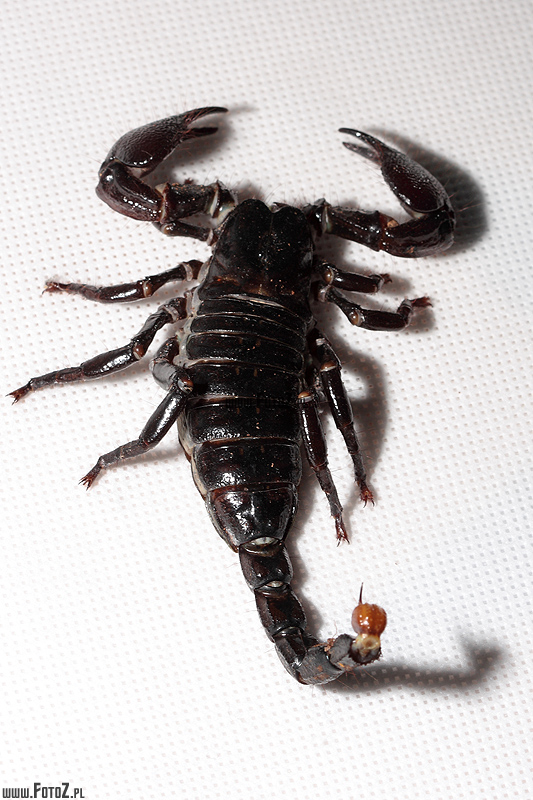 Skorpion - rozoony skorpion