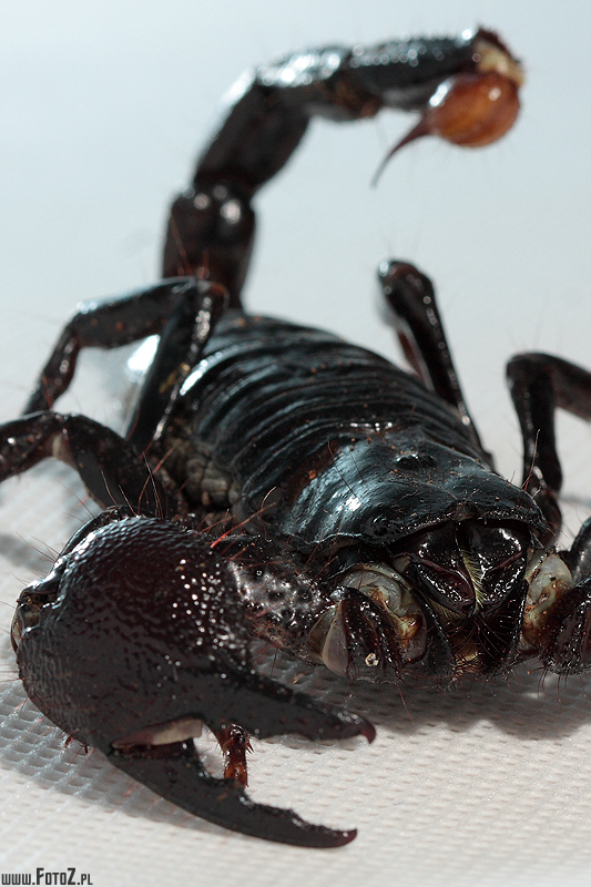 Skorpion - gowa skorpiona, zdjcie gowy skorpiona