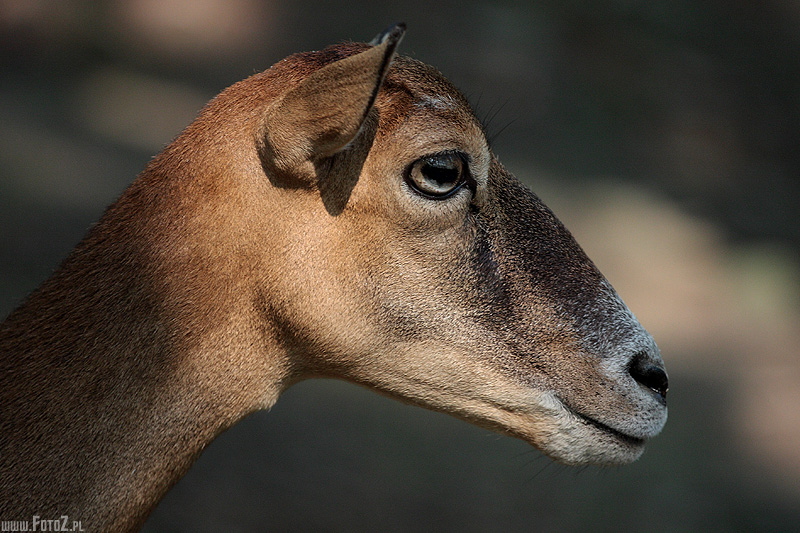 Profil samicy muflona - muflon, muflonka