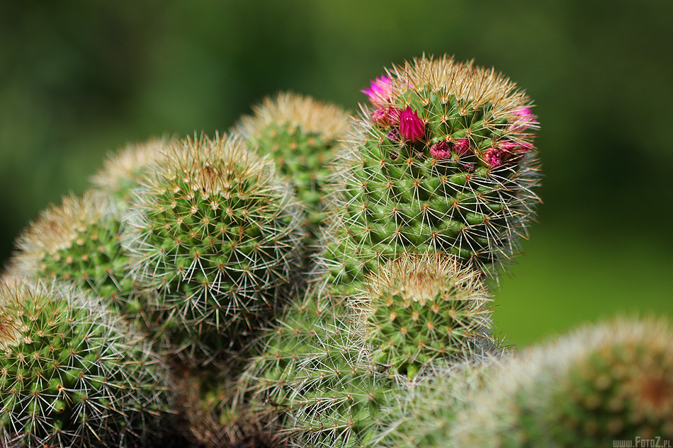Kaktusy - zdjcia kaktusw Mammillaria kewensis