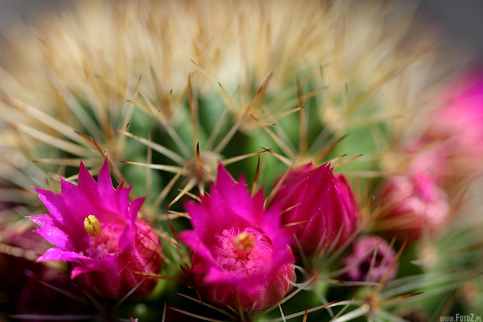 Kaktus Mammillaria kewensis - zdjęcia kaktusa