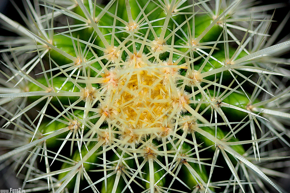 Kaktus Echinocactus grusonii - igły kaktusa, kolce kaktusa