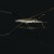 Gerris lacustris, pajk wodny - Nartnik duy
