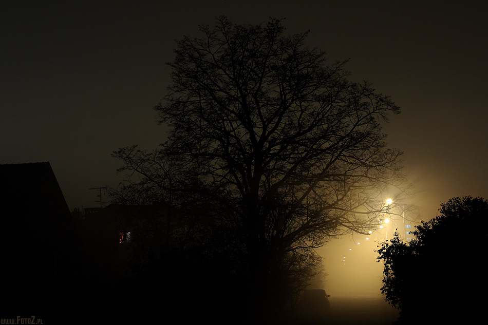 Mglista uliczka - mroczna zamglona ulica, drzewo we mgle