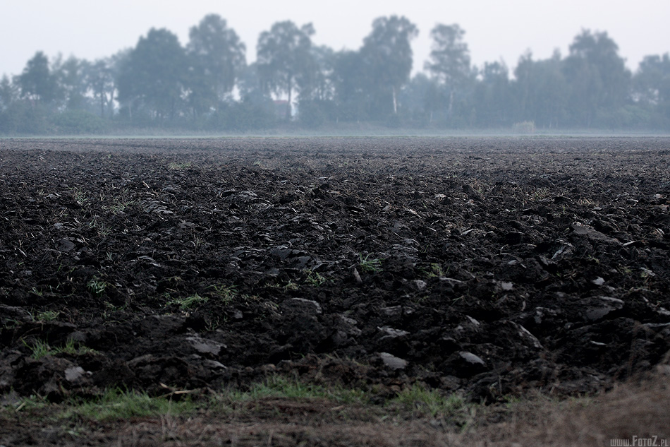 Mgliście i ponuro - zdjęcie pola uprawnego we mgle