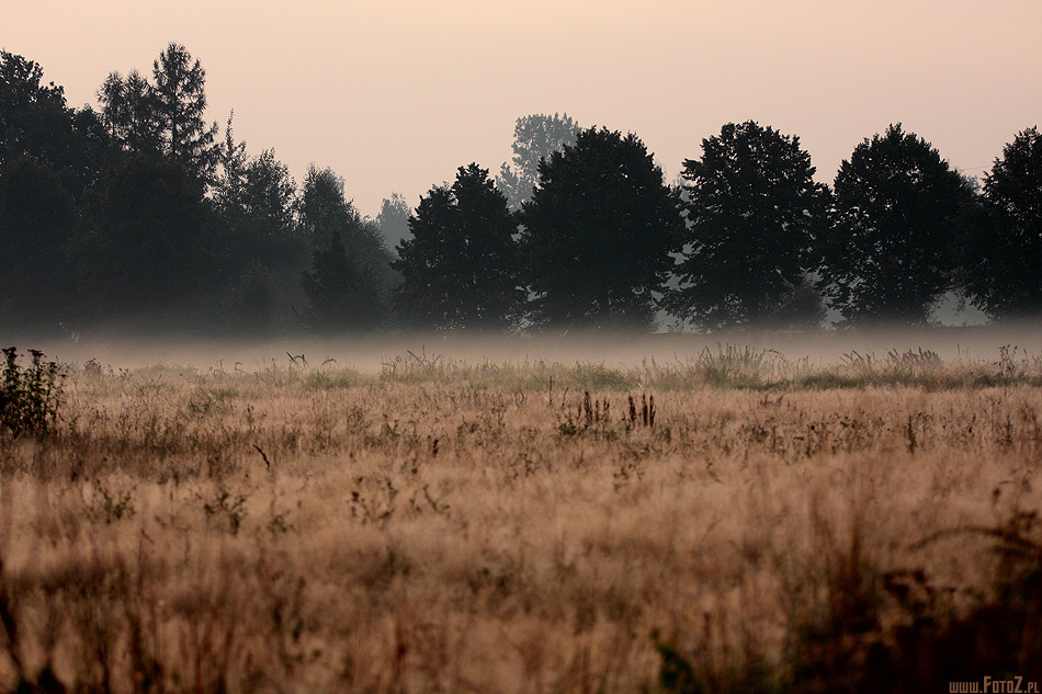 Łąka - poranna mgła nad łąką, wschód słońca