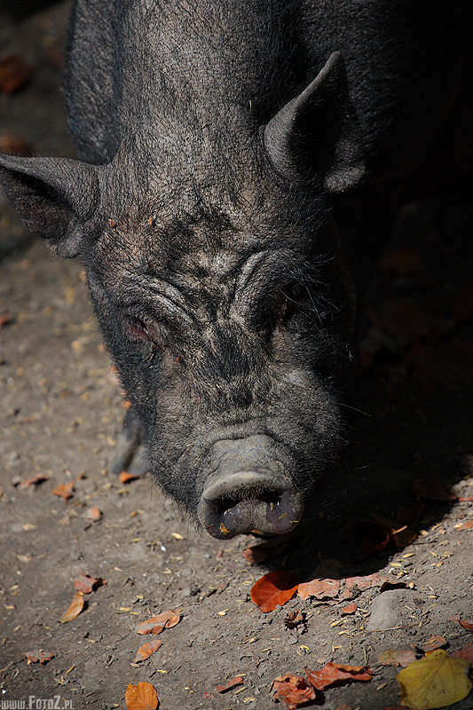 Świnka wietnamska - głowa świnki wietnamskiej, zdjęcie głowy świni