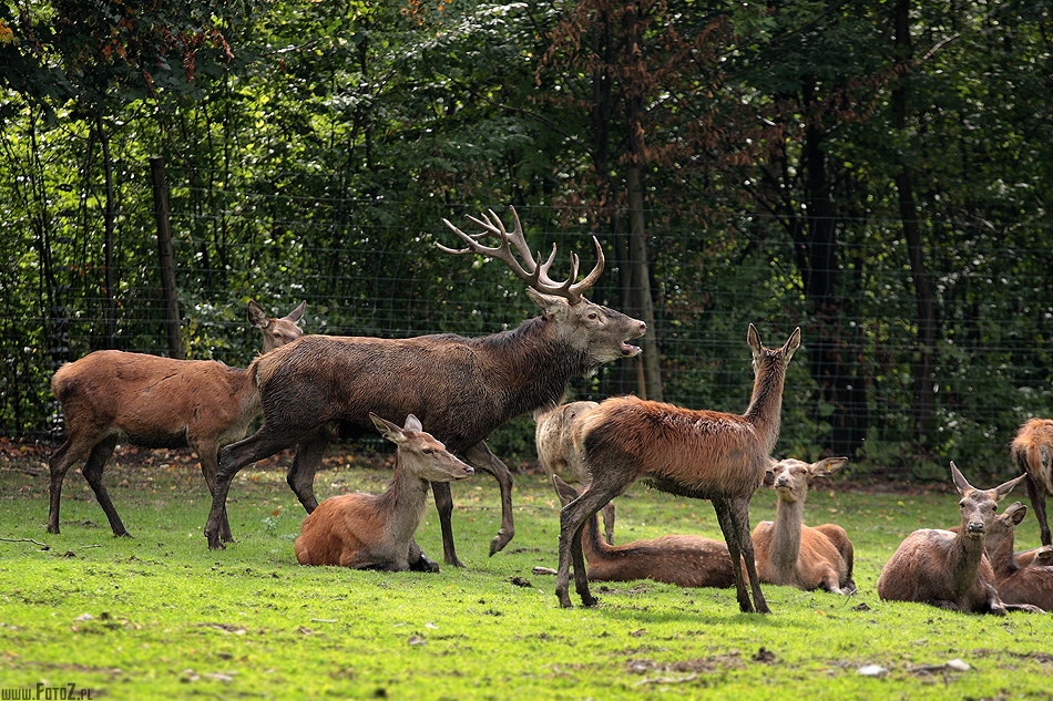 Jeleń europejski - stado jeleni, jelenie europejskie - zdjęcie