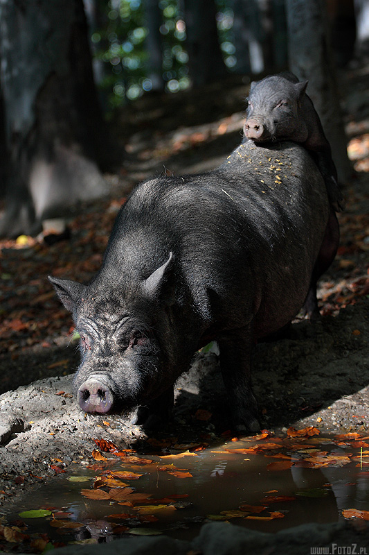 Mała świnka z mamą - świnki wietnamskie, zdjęcie świnek wietnamskich