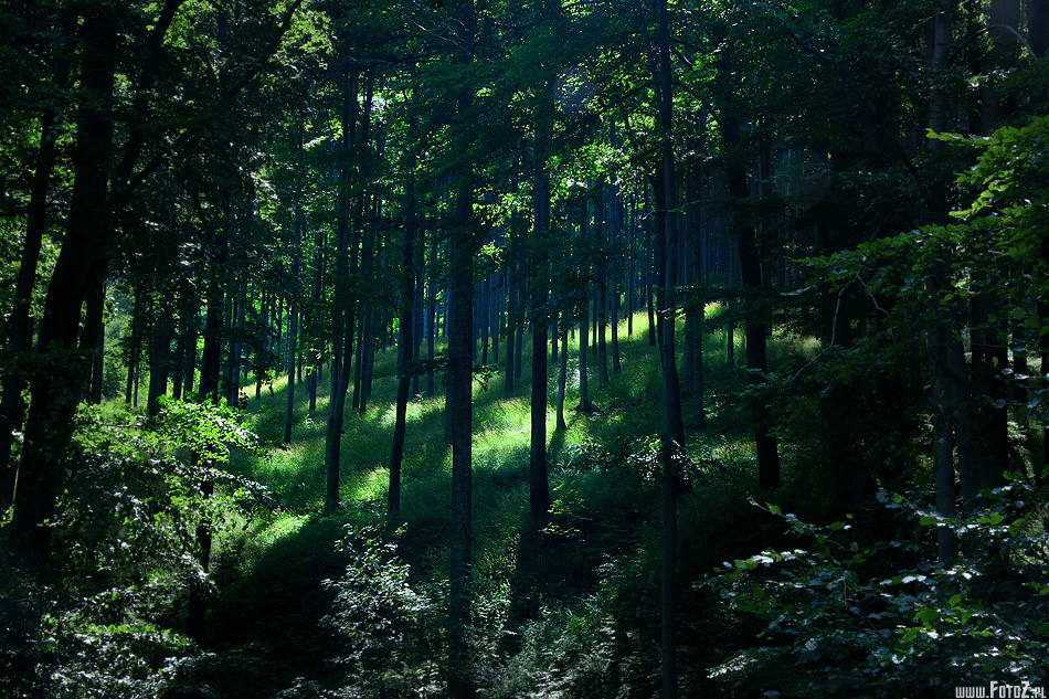 wielisty las - promienie soneczne w lesie